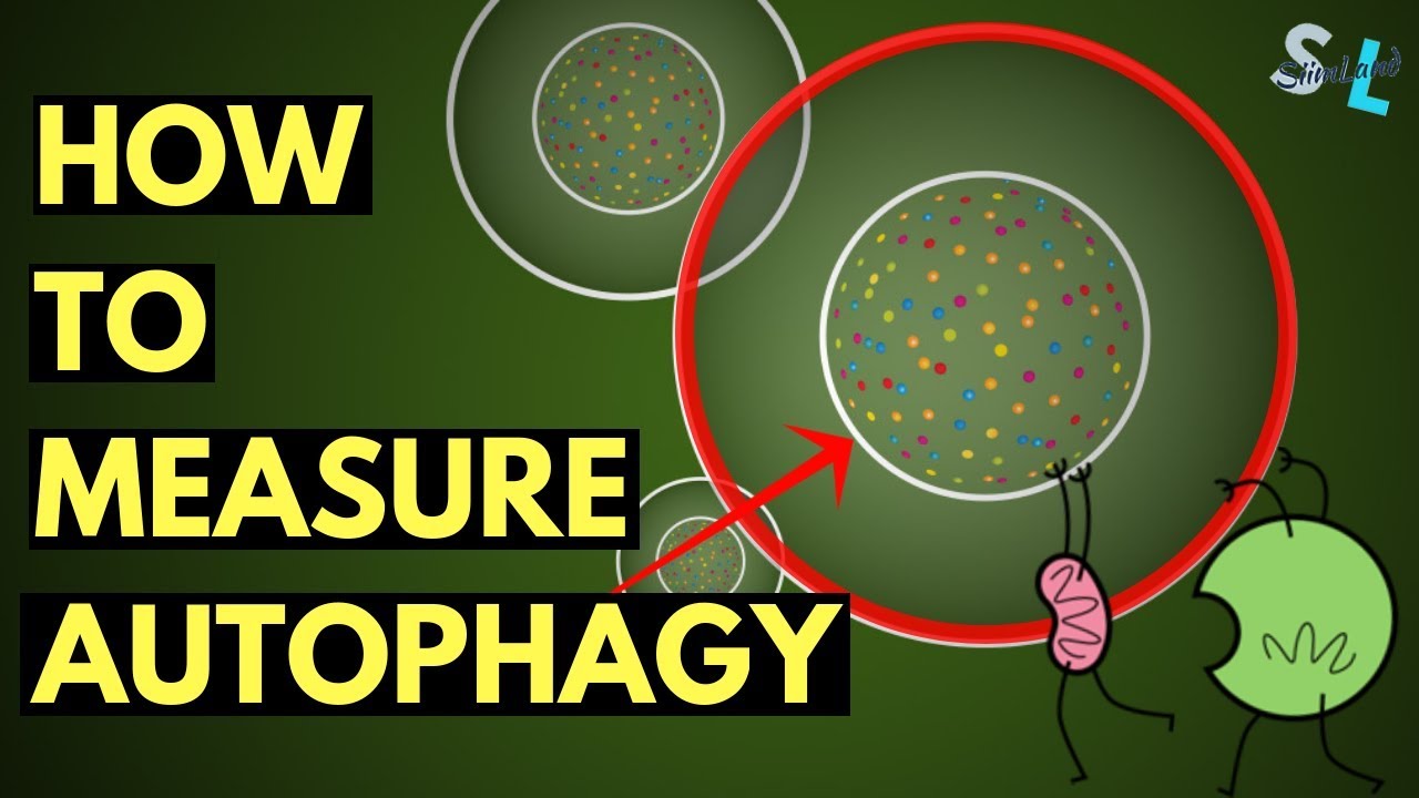 How to Measure Autophagy at Home