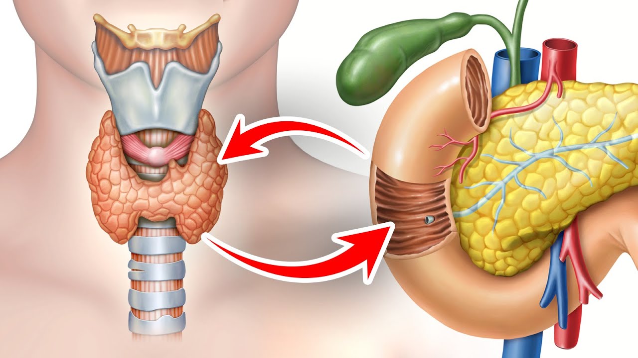 The Vital Gallbladder-Thyroid Connection